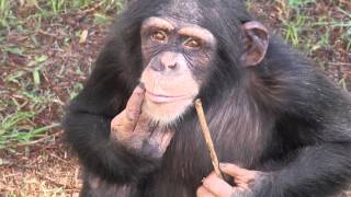 Chimpanzees make their first movie  Natural World The Chimpcam Project Preview  BBC [upl. by Buddie]