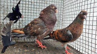 TUMBLING PIGEONS ADULT BREEDING PAIRS FOR SALE IN HYDERABAD 7097628422 [upl. by Assylla364]