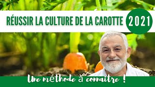 Comment Réussir la culture de la carotte au potager [upl. by Sucram]