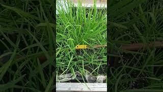 chives plants shortvideo [upl. by Ronal]