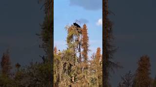 Black Bear vs Young Eagle Natures Epic Showdown [upl. by Gizela382]