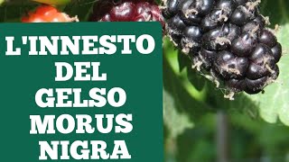 INNESTO A CORONA GELSO MORUS NIGRA SU MORUS ALBA CROWN GRAFT MMULBERRY INJERTO MORERA [upl. by Emmye]