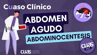 💉 Abdominocentesis en un paciente con abdomen agudo UCI Veterinaria [upl. by Deckert19]