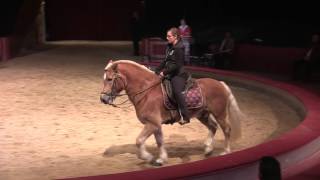 Haflinger zeigt Piaffe amp Passage bei Fachtagung 2015 Anja Beran amp Jana Mandana [upl. by Joya]