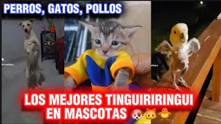 LOS MEJORES TINGUIRI TINGUINININGUI TININGUI de TIKTOK en GATOS PERROS POLLOS PARTE 1 [upl. by Meekahs]