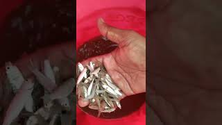 Samundar se seed collectionshirmp crabe fish seafood farming [upl. by Ayak]