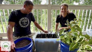 Harvest Abundance for Free Propagate Your Own Fruit and Nut Trees with These Simple Cuttings [upl. by Yrrehs745]