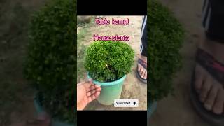 Boxwood plant kaise lagayeshortshouseplants youtubeshortsviralshort shrtsfeedsavita236asmr [upl. by Aitas]