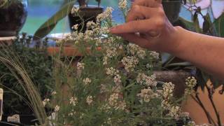 Flower Gardens  How to Grow Sweet Alyssum Lobularia Maritima [upl. by Ardme]