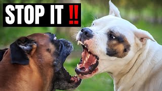 How To Stop A Staffy Attacking Other Dogs [upl. by Niarfe427]