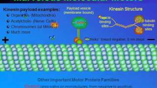 Kinesin walking on microtubule [upl. by Namqul]