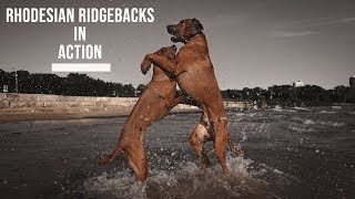 Rhodesian Ridgebacks in Action Off Leash  Slow Motion Play [upl. by Allister]