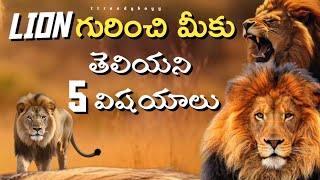 Top 5 interesting facts about lion in telugu  Amazing unknown facts about lion  ttrendyboyy [upl. by Nnasus]