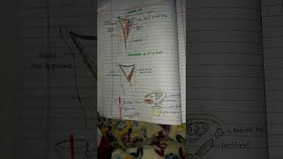 Femoral triangle 📝 [upl. by Teleya]