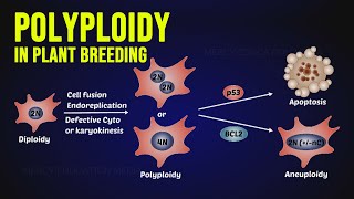 Polyploidy in Plant Breeding [upl. by Welton824]