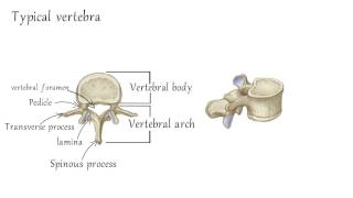 Cervical Vertebrae Anatomy [upl. by Eita]