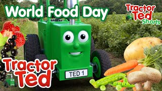 Food On The Farm  Tractor Ted World Food Day 🥔🍎🍓🥕  Tractor Ted Official Channel WorldFoodDay [upl. by Eras]