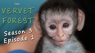 First Orphan Baby Vervet Monkey of the Season [upl. by Ha14]