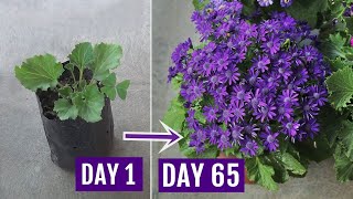 Secrets to Get 10X More Flowers on Cineraria Plants With UPDATES [upl. by Attennaj]