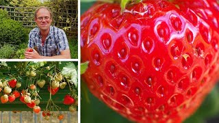 Growing Strawberries How to Grow the Best Tasting Strawberries [upl. by Esiuole948]