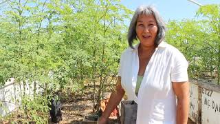 How to Grow Moringa Planting the Seed [upl. by Nyliahs230]