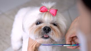 LHASA APSO GROOMING 🐶❤️ Teddy bear style haircut [upl. by Enyledam]