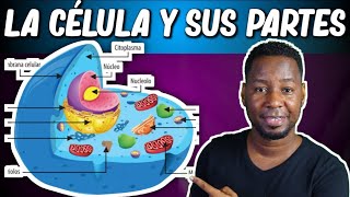 LA CÉLULA  PARTES Y FUNCIONES  Corto y entretenido [upl. by Llerot]