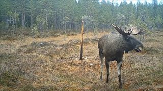 Trail cameraViltkamera Riistakamera 2016 FinlandLaplandKemijärvi [upl. by Jo]