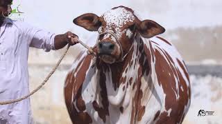 cattle farming in pakistan  MALKA E JAMAL  Jamal Cattle Farm [upl. by Octavus]