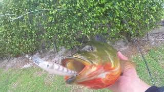 Peacock bass fishing feat Moro DeConto lures PART1 [upl. by Zacharia]