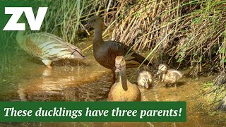 A modern family of Plumed Whistling Ducks [upl. by Lunseth950]