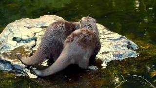 Mating Otters  Wetlands London [upl. by Yelena283]