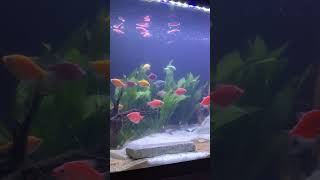 FISH MANIA AQUARIUM Aquascaping fishmaniaaquarium fishtankideas aquascaping [upl. by Clair280]