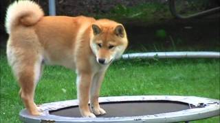 Oscar on trampoline [upl. by Assirral]