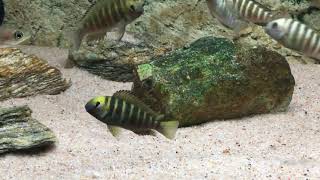 Tropheus brichardi quotCanary cheekquot F1 juvenile males  PISCES [upl. by Nnaerb]