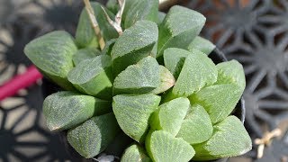 Haworthia Facts And Identifications [upl. by Housen]