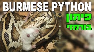 Python molurus bivittatus נחש פיתון בורמזי אוכל עכבר חי [upl. by Roderick682]