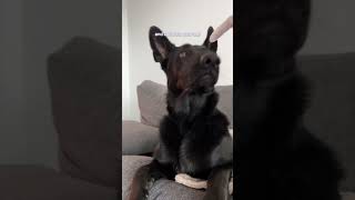 How I Clean my Dogs Ears to Prevent Ear Infection Remove Wax and Relieve Itch German Shepherd [upl. by Inalaehak]