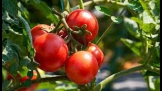 Benefits of Copper Oxychloride Fungicide in tomato and all plants and which diseases does it control [upl. by Seiter]