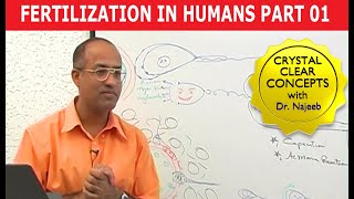 Fertilization in Humans  Conception  Embryology  18 [upl. by Lanos]