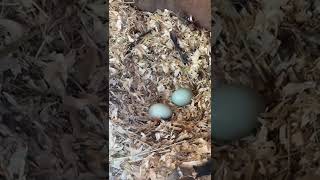 Blue eggs from Araucana chickens in Dubai [upl. by Monafo]