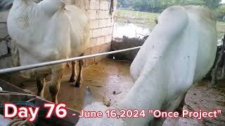 ONCE PROJECT  PART 12  Day 76 120 days cow feeding [upl. by Warfourd330]