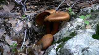 jackolantern mushroom  פטרית בר  טבורית הזית [upl. by Aicilf2]