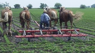 Cultivating Soybeans with Horses [upl. by Trautman723]