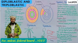 diploblastic and triploblastic animals  diploblastic and triploblastic organisation class 11 [upl. by Eniffit390]