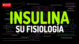 ¡INSULINA TODA su FISIOLOGÍA en 1 clase [upl. by Alyse637]