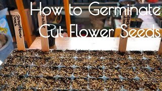 Cut flower germination light vs dark and cold stratification [upl. by Ahsatniuq]