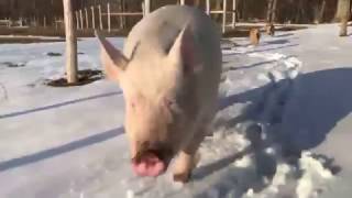 Esther the Wonder Pig Reacts to Train [upl. by Atnima]