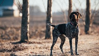 The Versatile German Wirehaired Pointer A Perfect Hunting Companion [upl. by Hsekar]