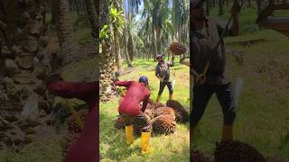 Loading fal palm in Malaysia palmoil viralshort shorts ytshorts new today [upl. by Mandych]